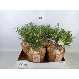 Arr.   Tuinplanten H%