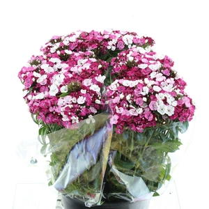 Di Barb Bicolor White / Pink Extra