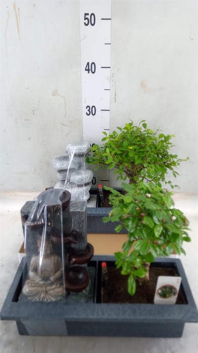 <h4>Bonsai   ...mix</h4>