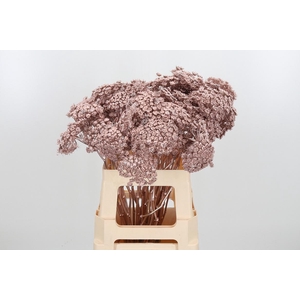 Ammi Zaad Kl Bh Champagne