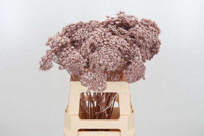 <h4>Ammi Zaad Kl Bh Champagne</h4>