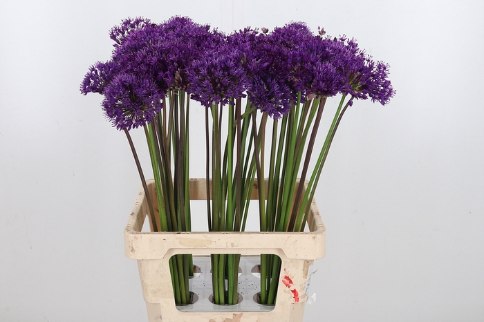 <h4>Allium Purper Sensation</h4>