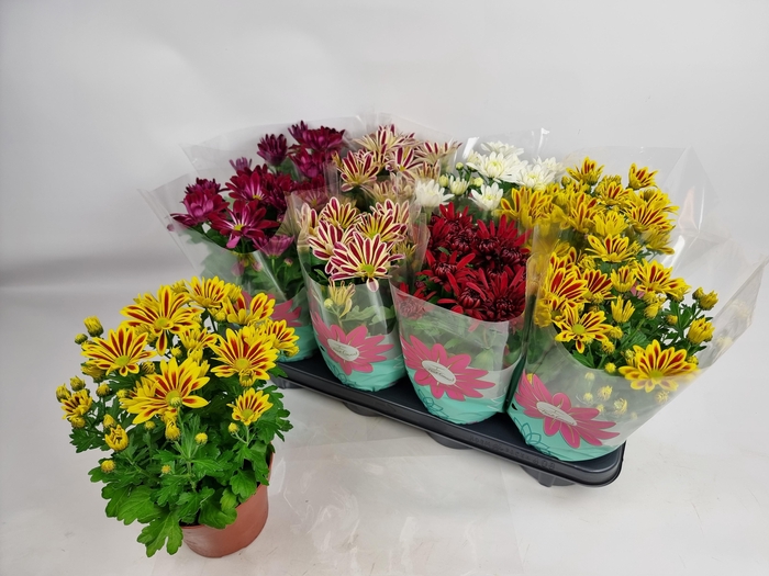 <h4>CHRYS GEM 5 KL</h4>