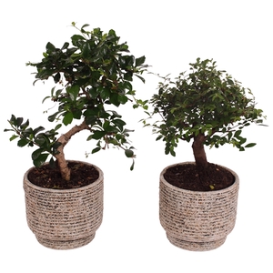 Bonsai Indoor Mix Ø12cm Mix B/S Shape in Ø14cm Ceramic NT567