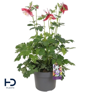 Aquilegia ear. 17cm red white