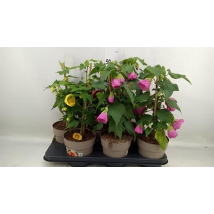 Abutilon   ...mix