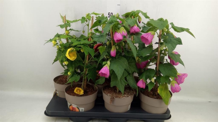 <h4>Abutilon   ...mix</h4>