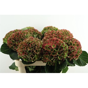 Hydr M. Cl. Opal Red 80-21