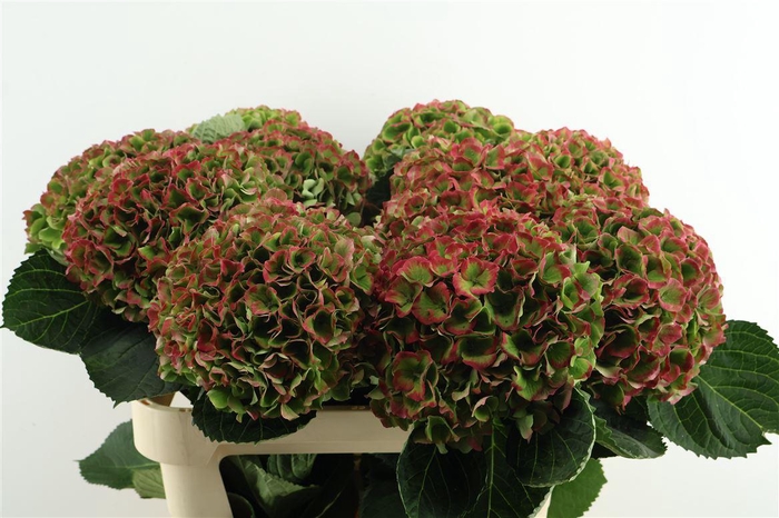 <h4>Hydr M. Cl. Opal Red 80-21</h4>