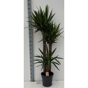 YUCCA
