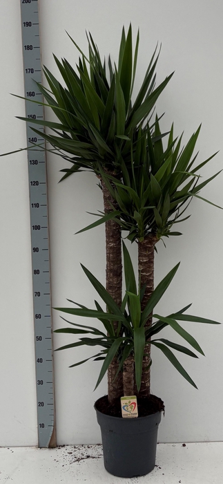 <h4>YUCCA</h4>