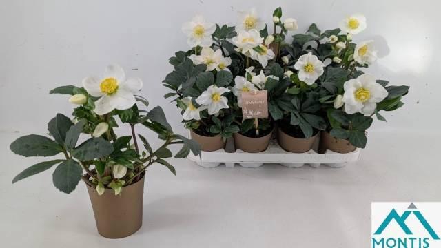 <h4>HELL NI CHR CAROL</h4>