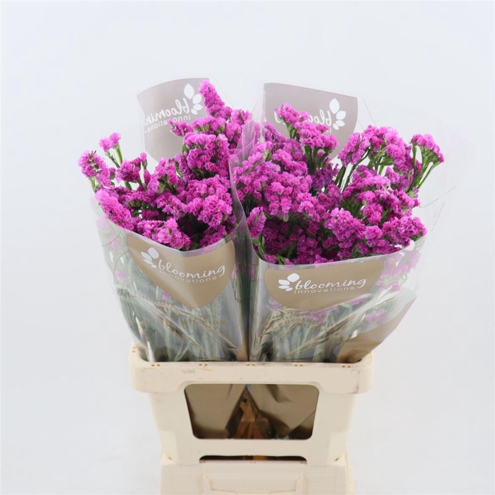 <h4>Statice Heart Wings</h4>