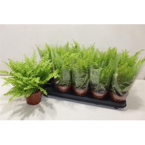 arr8 Nephr Ex Bos Bl Bell