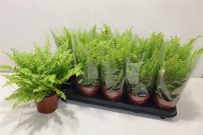 <h4>arr8 Nephr Ex Bos Bl Bell</h4>