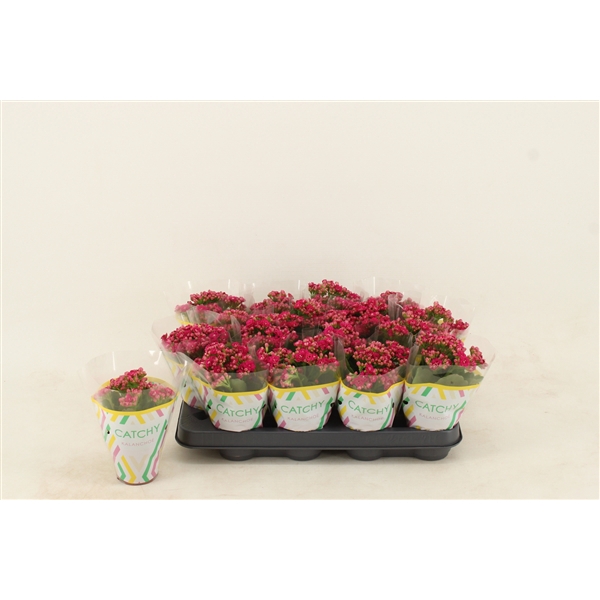 <h4>Kalanchoe Double Purple</h4>