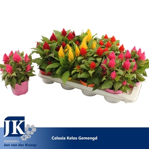 Celosia Kelos Fire Gemengd