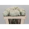 Ozothamnus Booming White