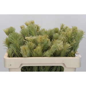 Kaaps Groen Phylica Pubescens