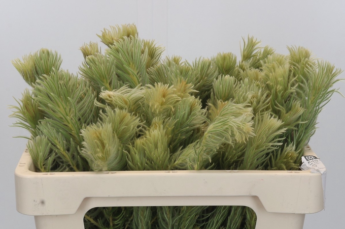 <h4>Kaaps Groen Phylica Pubescens</h4>