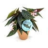 BEGONIA MACULATA P13,5