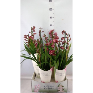 Cymbidium   ...