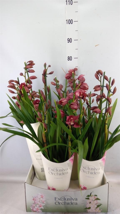 <h4>Cymbidium ...</h4>