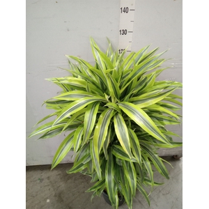 Dracaena fr de 'LemonLime'