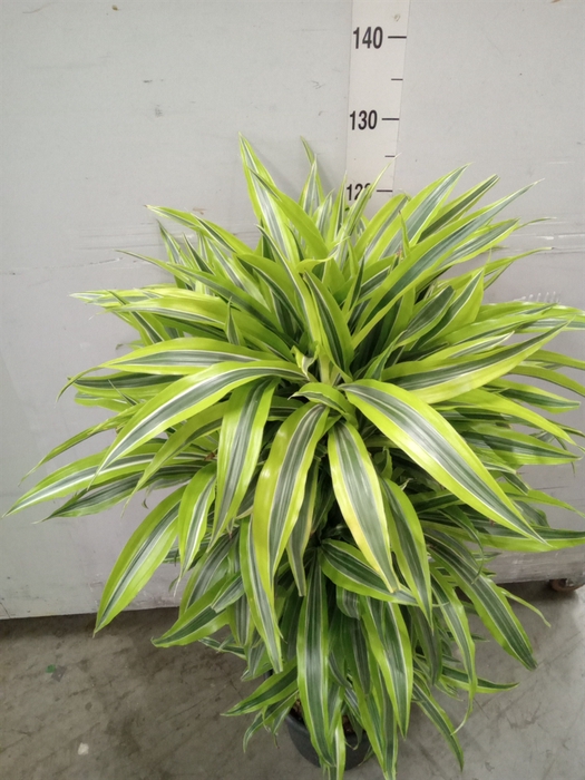 <h4>Dracaena fr de 'LemonLime'</h4>