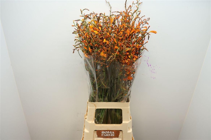 <h4>Crocosmia Lucifer</h4>