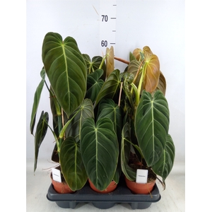Philodendron melanochrysum