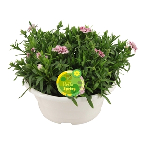 Hello Spring Dianthus Oscar in Schaal Wit
