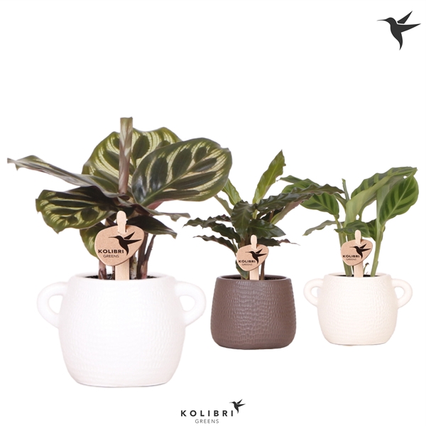 <h4>Kolibri Greens Calathea mix in Scales pot mix</h4>