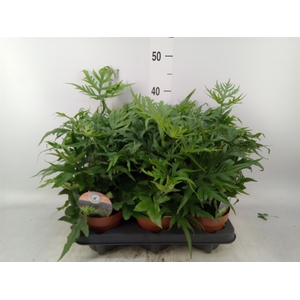 Doryopteris pedata