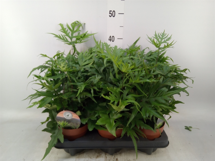 <h4>Doryopteris pedata</h4>
