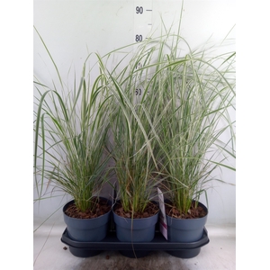 Calamagrostis acutifl. 'Overdam'