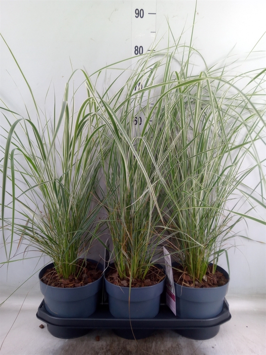 <h4>Calamagrostis acutifl. 'Overdam'</h4>