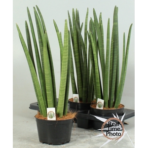 SANSEV CYLINDRICA OV