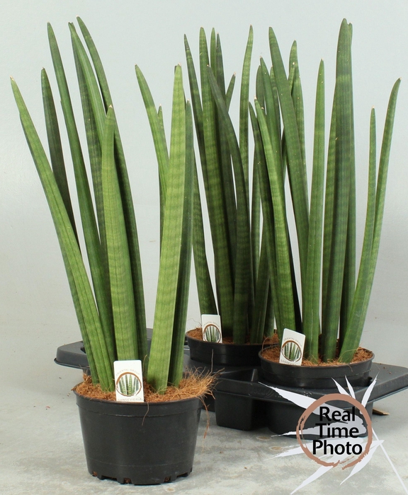 <h4>SANSEV CYLINDRICA OV</h4>