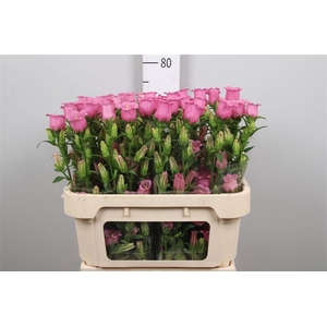 Camp M Champion Rose