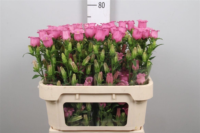 <h4>Camp M Champion Rose</h4>