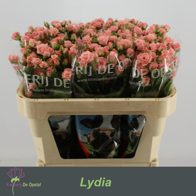 <h4>ROSA TR 'LYDIA'</h4>
