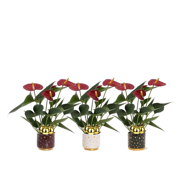 <h4>Anthurium Diamond Red in Sparkle ceramics + stabber</h4>