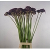 ALLIUM  MIAMI