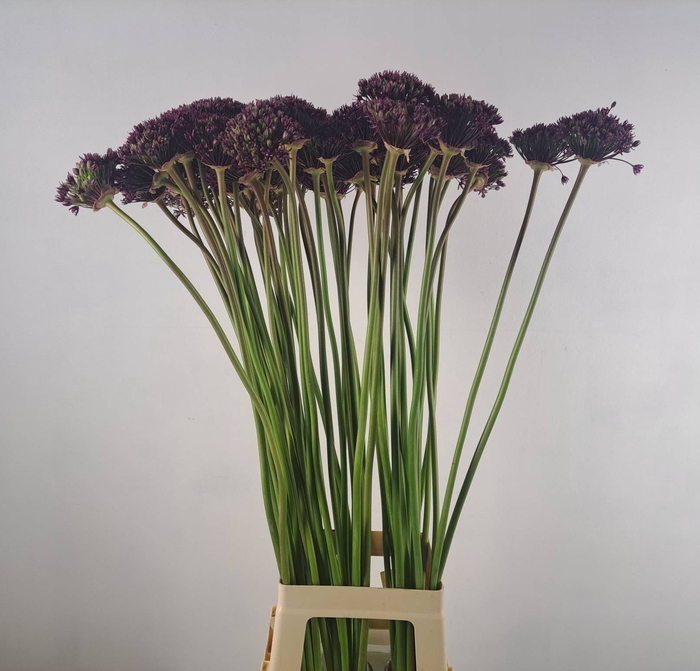 ALLIUM  MIAMI