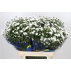 Aster Pretty Wendy