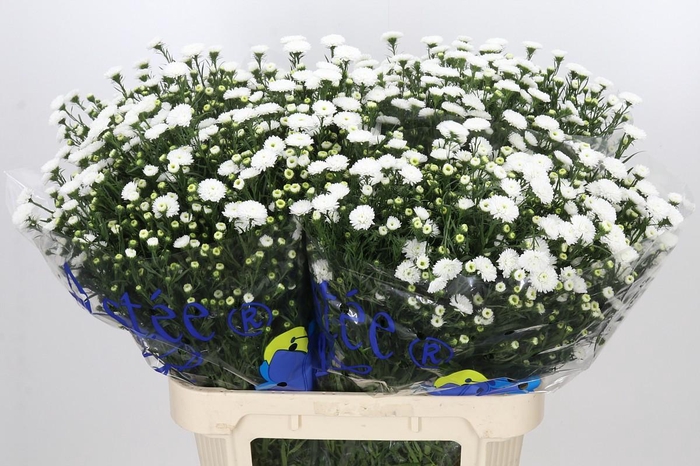 <h4>Aster Pretty Wendy</h4>