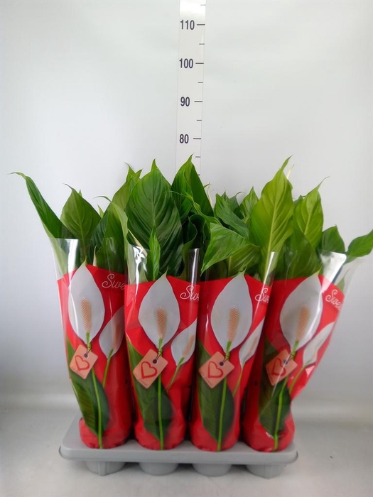 <h4>Spathiphyllum  'Sweet Benito'</h4>