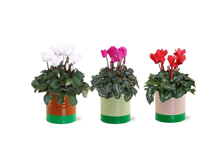 <h4>Collectie "Natural Bubble" Cyclaam in zinken pot Nola</h4>