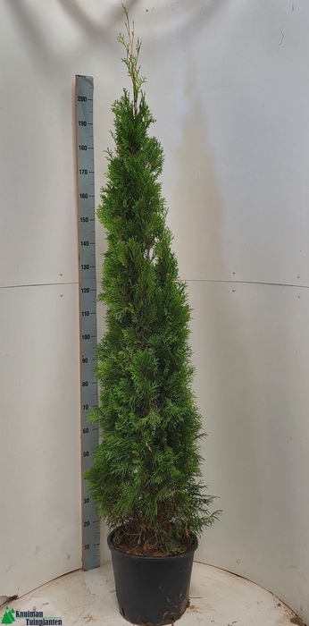 <h4>THUJA O SMARAGD</h4>